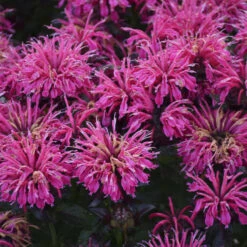 Sugar Buzz® 'Berry Taffy' Bee Balm 9 Sugar Buzz® 'Berry Taffy' Bee Balm -Garden Plants Store 542Monarda BerryTaffy 4