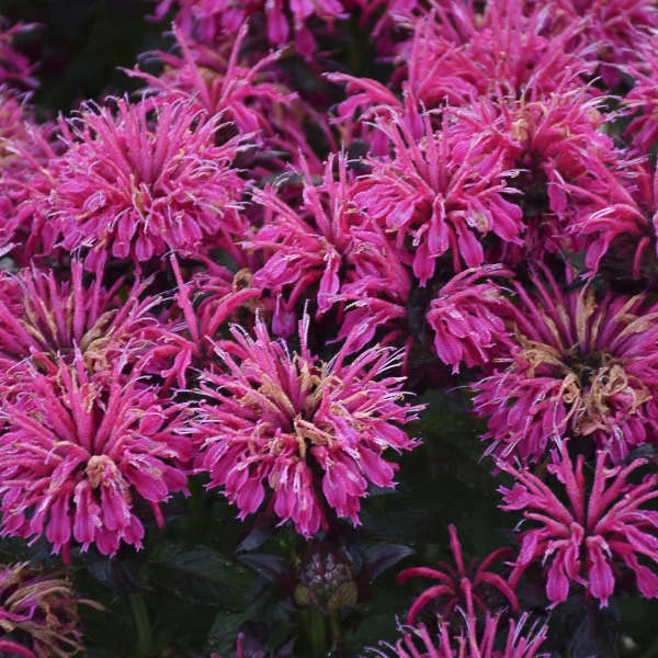 Sugar Buzz® 'Berry Taffy' Bee Balm 6 Sugar Buzz® 'Berry Taffy' Bee Balm - Image 4