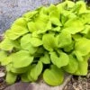 'Sun Mouse' Hosta -Garden Plants Store 542 2064 popup