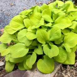 'Sun Mouse' Hosta