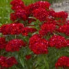 'Scarlet Fever' Dianthus 2 'Scarlet Fever' Dianthus -Garden Plants Store 543Dianthusbarbatus ScarletFever 1
