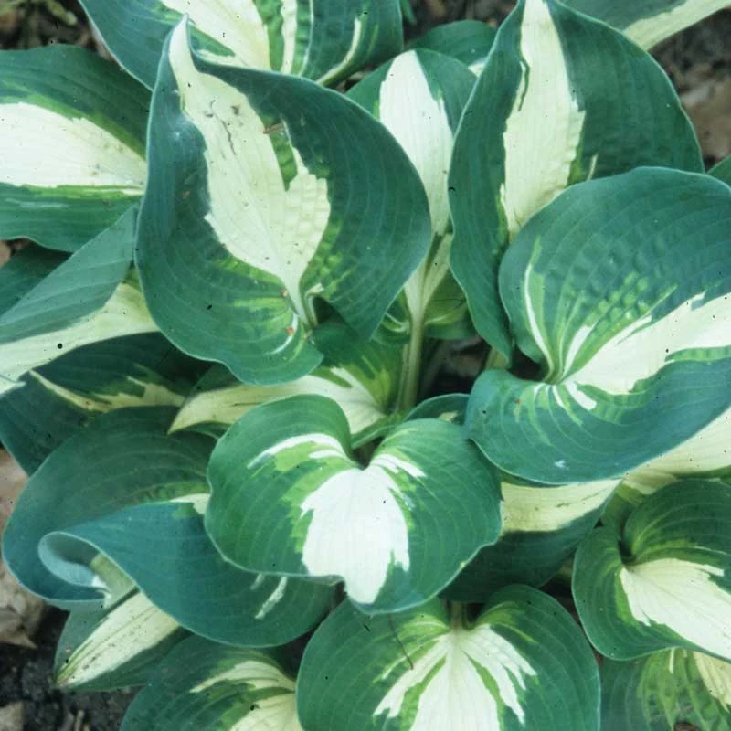 'Half And Half' Hosta 3 'Half And Half' Hosta