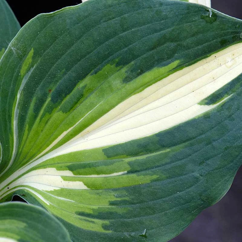 'Half And Half' Hosta 4 'Half And Half' Hosta - Image 2