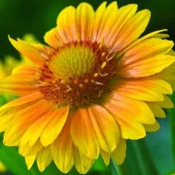 'Arizona Apricot' Blanket Flower -Garden Plants Store 545 2071 popup 468b192a 3e32 44e4 8295 93eb20f79efc sw