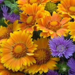 'Arizona Apricot' Blanket Flower -Garden Plants Store 545 2073 popup e7b57a91 b829 4620 a797 58c0233322da sw