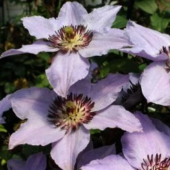 Still Waters™ Clematis 11 Still Waters™ Clematis -Garden Plants Store 548 2085 popup