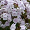 'Fashionably Early Crystal' Hybrid Phlox 1 'Fashionably Early Crystal' Hybrid Phlox -Garden Plants Store 549Phlox FashionablyEarlyCrystal 1