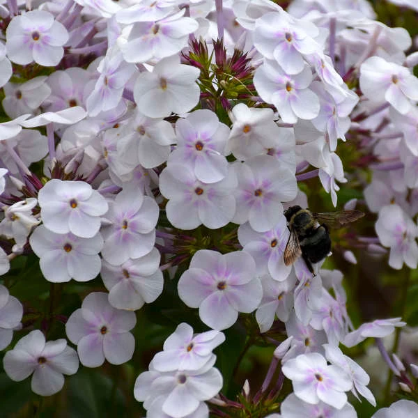 'Fashionably Early Crystal' Hybrid Phlox 3 'Fashionably Early Crystal' Hybrid Phlox