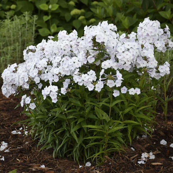 'Fashionably Early Crystal' Hybrid Phlox 4 'Fashionably Early Crystal' Hybrid Phlox - Image 2