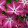 'Viva Polonia' Clematis -Garden Plants Store 549 2086 popup