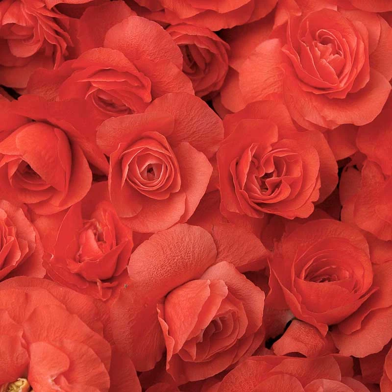 Double Take Orange™ Flowering Quince 4 Double Take Orange™ Flowering Quince - Image 2