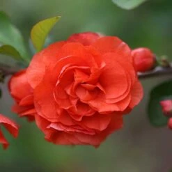 Double Take Orange™ Flowering Quince 12 Double Take Orange™ Flowering Quince -Garden Plants Store 550 2089 popup
