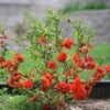 Double Take Orange⢠Flowering Quince 1 Double Take Orange⢠Flowering Quince -Garden Plants Store 550 2090 popup sw