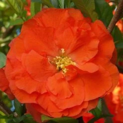 Double Take Orange™ Flowering Quince 13 Double Take Orange™ Flowering Quince -Garden Plants Store 550 2092 popup