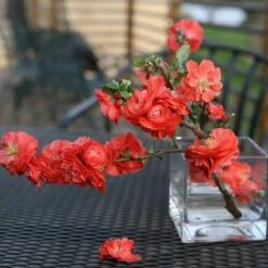 Double Take Orange™ Flowering Quince 14 Double Take Orange™ Flowering Quince -Garden Plants Store 550 2093 popup sw