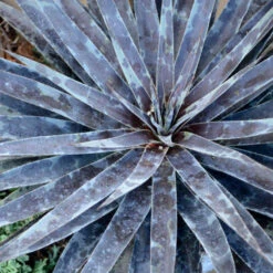 Mad About Mangave® 'Moonglow' Mangave 7 Mad About Mangave® 'Moonglow' Mangave -Garden Plants Store 554Mangave Moonglow 2