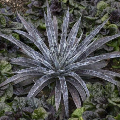 Mad About Mangave® 'Moonglow' Mangave 8 Mad About Mangave® 'Moonglow' Mangave -Garden Plants Store 554Mangave Moonglow 3