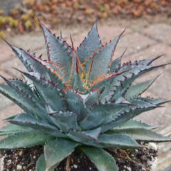 Mad About Mangave® 'Tooth Fairy' Mangave 8 Mad About Mangave® 'Tooth Fairy' Mangave -Garden Plants Store 555Mangave ToothFairy 3