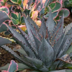 Mad About Mangave® 'Tooth Fairy' Mangave 9 Mad About Mangave® 'Tooth Fairy' Mangave -Garden Plants Store 555Mangave ToothFairy 4