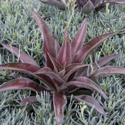 Mad About Mangave® 'Mission To Mars' Mangave -Garden Plants Store 555be7912669a4ed0316e84fab1e10c9