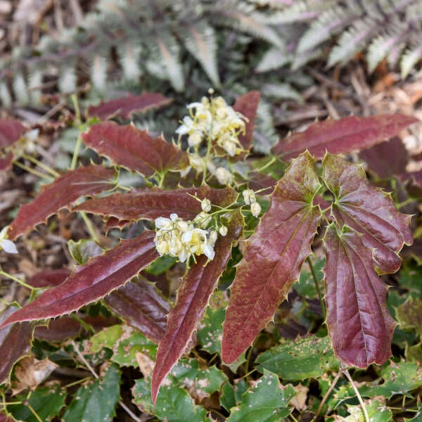'Sandy Claws' Barrenwort 5 'Sandy Claws' Barrenwort - Image 3
