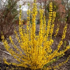 Show Off Starlet® Forsythia -Garden Plants Store 558 2138 popup