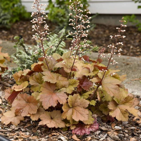 Dolce® 'Toffee Tart' Coral Bells 4 Dolce® 'Toffee Tart' Coral Bells - Image 2