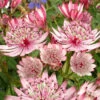 'Sparkling Stars Pink' Masterwort -Garden Plants Store 561 Astrantia sparkling stars pink 2
