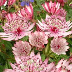 'Sparkling Stars Pink' Masterwort