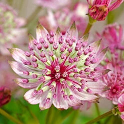 'Sparkling Stars Pink' Masterwort -Garden Plants Store 561 Astrantia sparkling stars pink 4