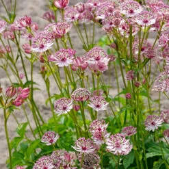 'Sparkling Stars Pink' Masterwort -Garden Plants Store 561 Astrantia sparkling stars pink 5