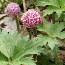 Umbrella Plant -Garden Plants Store 563 Darmera peltata umbrella 3