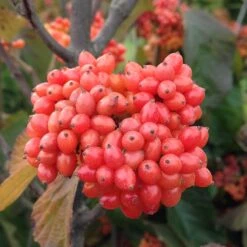 Tandoori Orange® Linden Viburnum -Garden Plants Store 565 2158 popup