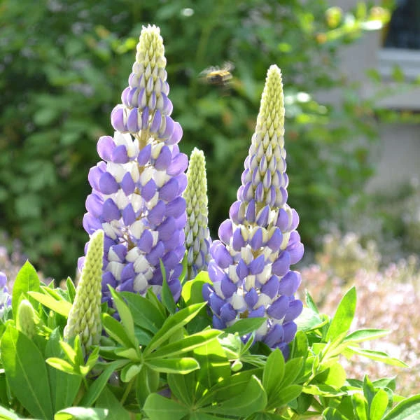Mini Gallery™ Blue Bicolor Lupine 4 Mini Gallery™ Blue Bicolor Lupine - Image 2