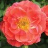 Oso Easy® Mango Salsa Rose -Garden Plants Store 569 2174 popup