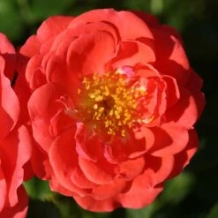 Oso Easy® Mango Salsa Rose 9 Oso Easy® Mango Salsa Rose -Garden Plants Store 569 2175 popup