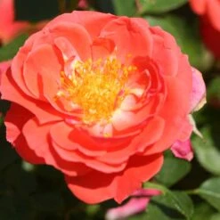 Oso Easy® Mango Salsa Rose 10 Oso Easy® Mango Salsa Rose -Garden Plants Store 569 2176 popup