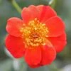 Oso Easy® Hot Paprika® Rose -Garden Plants Store 570 2181 popup