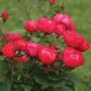 Oso Easy Double Red® Rose 2 Oso Easy Double Red® Rose -Garden Plants Store 571 2177 popup