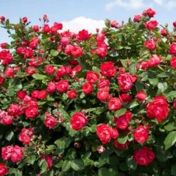 Oso Easy Double Red® Rose -Garden Plants Store 571 2179 popup