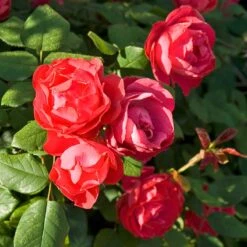 Oso Easy Double Red® Rose -Garden Plants Store 571 2180 popup