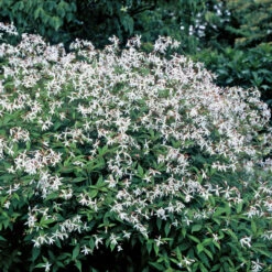 Bowman's Root -Garden Plants Store 572 Gillenia trifoliata 1