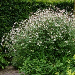 Bowman's Root -Garden Plants Store 572 Gillenia trifoliata 4