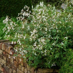 Bowman's Root -Garden Plants Store 572 Gillenia trifoliata 5