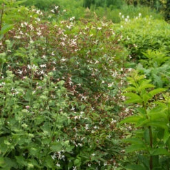 Bowman's Root -Garden Plants Store 572 Gillenia trifoliata 8