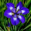 'I See Stars' Siberian Iris -Garden Plants Store 576 Iris i see stars 1