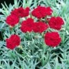 'Frosty Fire' Dianthus 1 'Frosty Fire' Dianthus -Garden Plants Store 576 2221 popup sw