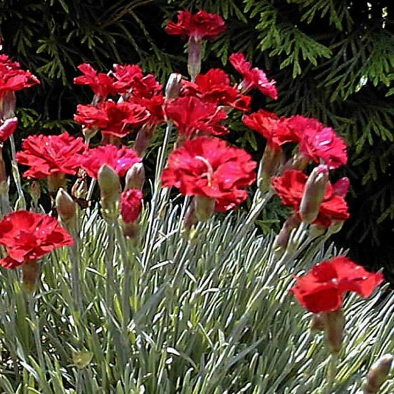 'Frosty Fire' Dianthus 9 'Frosty Fire' Dianthus - Image 7