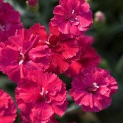 'Frosty Fire' Dianthus 11 'Frosty Fire' Dianthus -Garden Plants Store 576 2226 popup sw