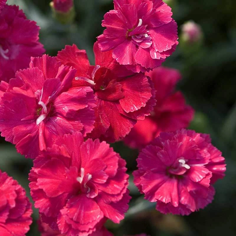 'Frosty Fire' Dianthus 5 'Frosty Fire' Dianthus - Image 3